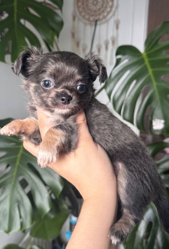 0.8 kg chihuahua longcoat blue boy. - Image 2 of 2