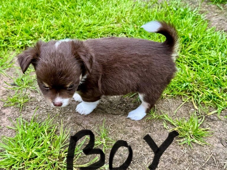 Chihuahua puppies for sale in Barnton, Cheshire – 9 weeks old