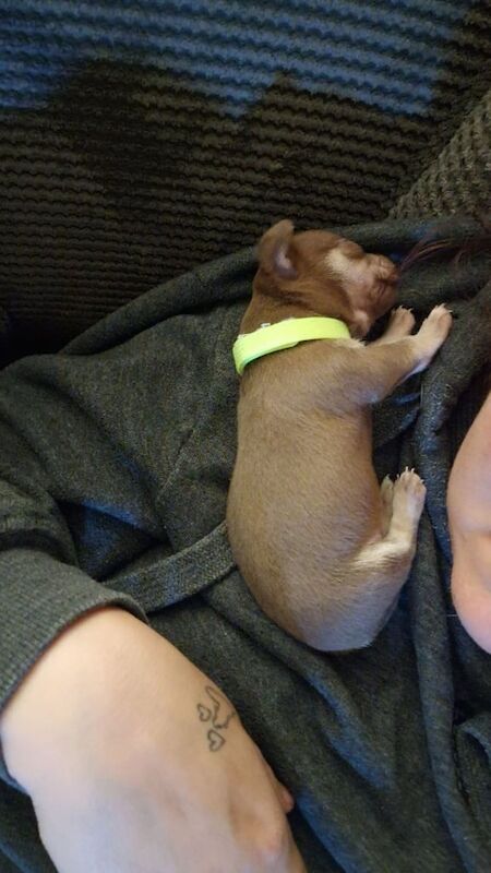 1 female chocolate tri girl for sale in Whitworth, Lancashire