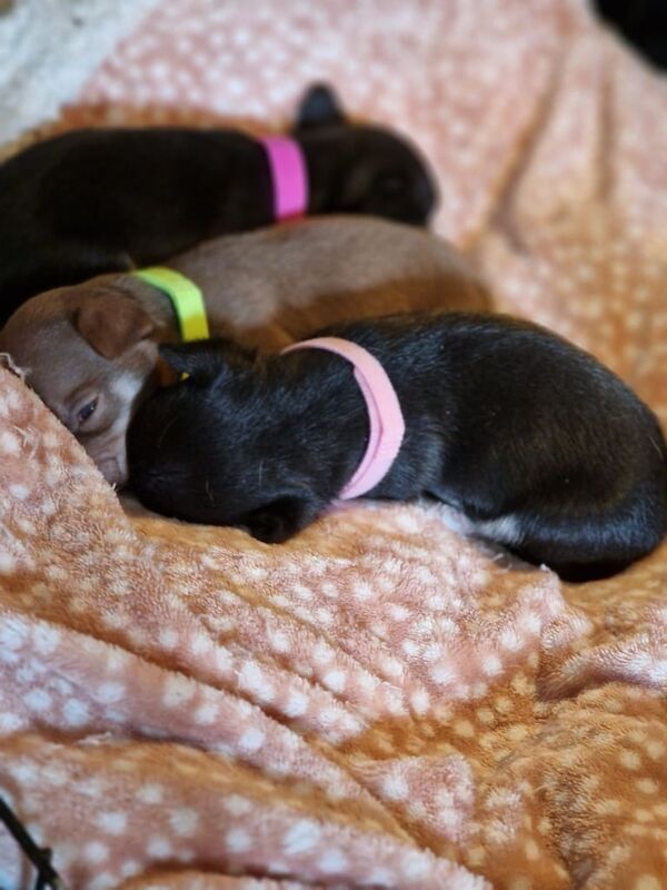 1 female chocolate tri girl for sale in Whitworth, Lancashire | Image 3