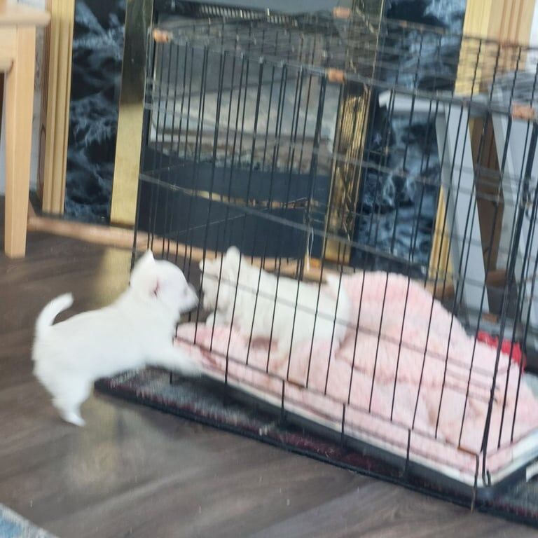 1 male & 1 female pups 8 weeks old chihuahuas for sale in Newtownabbey, County Antrim | Image 3