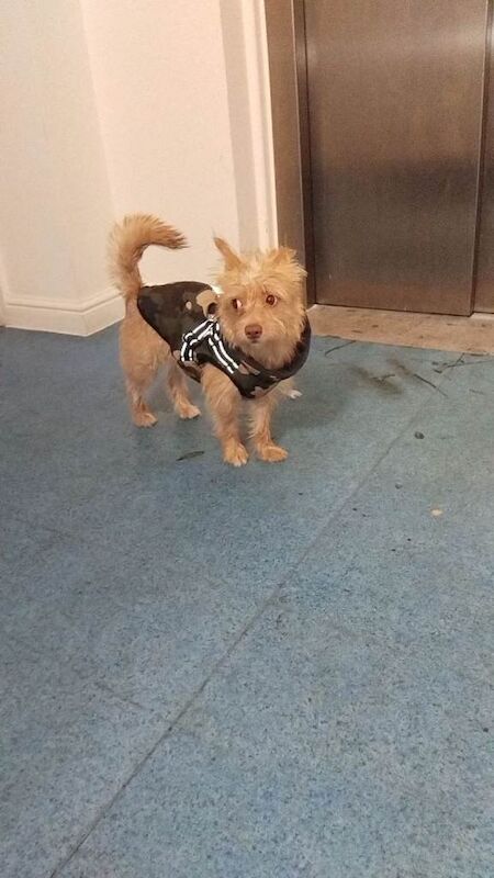 Chihuahua puppies for sale in Northampton, Northamptonshire – 9 months old