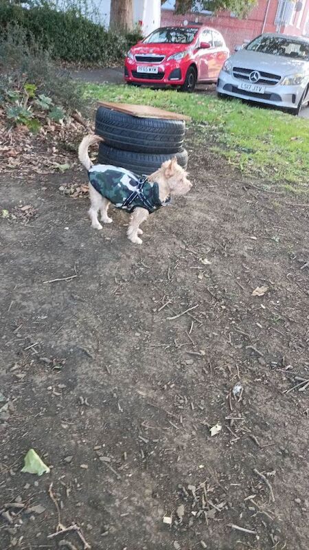 Chihuahua puppies for sale in Northampton, Northamptonshire – 9 months old - Image 3 of 3