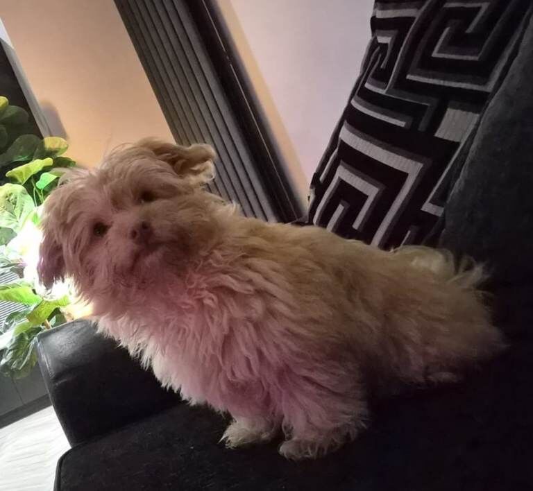 Chihuahua puppies for sale in Ipswich, Suffolk – 4 months old