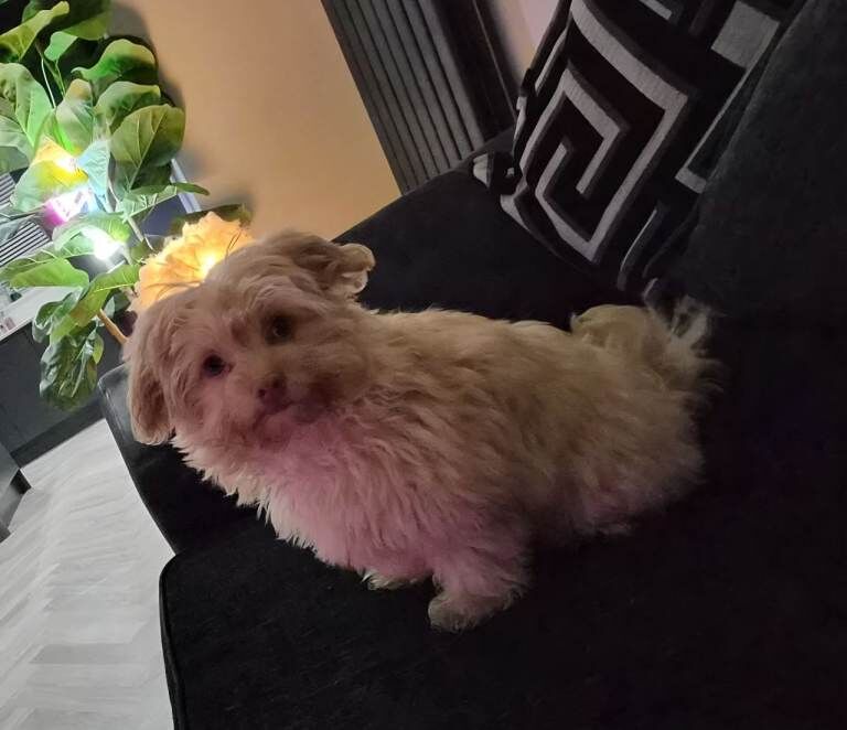 Chihuahua puppies for sale in Ipswich, Suffolk – 4 months old - Image 2 of 4