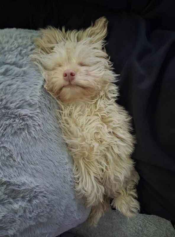 Chihuahua puppies for sale in Ipswich, Suffolk – 4 months old - Image 3 of 4