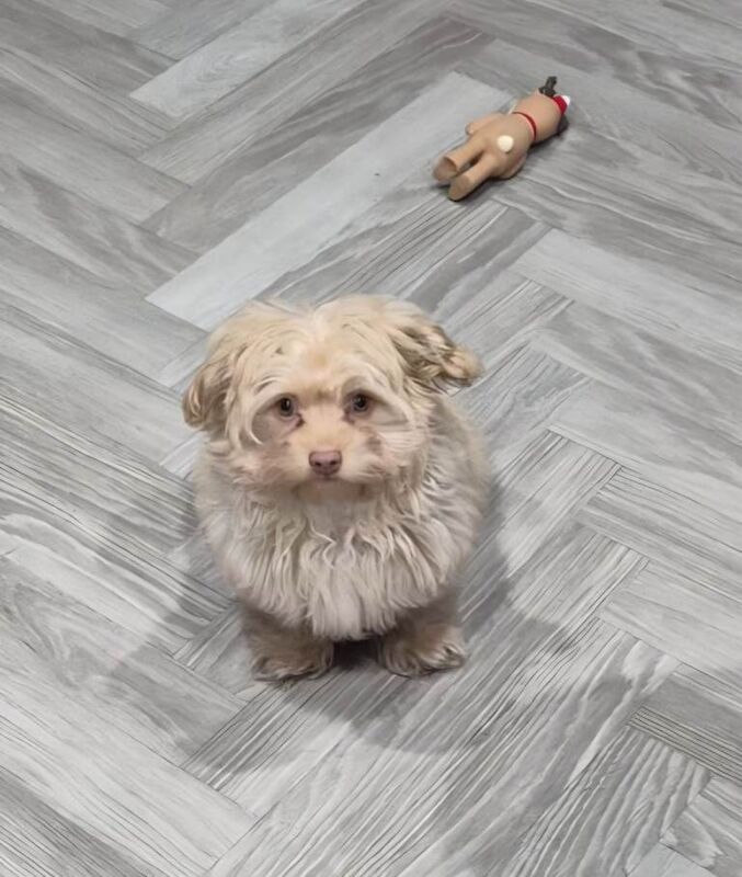 Chihuahua puppies for sale in Ipswich, Suffolk – 4 months old - Image 4 of 4