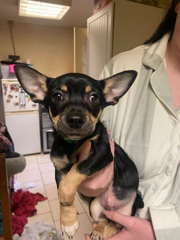 Chihuahua puppies for sale in Coventry, West Midlands – 3 months old