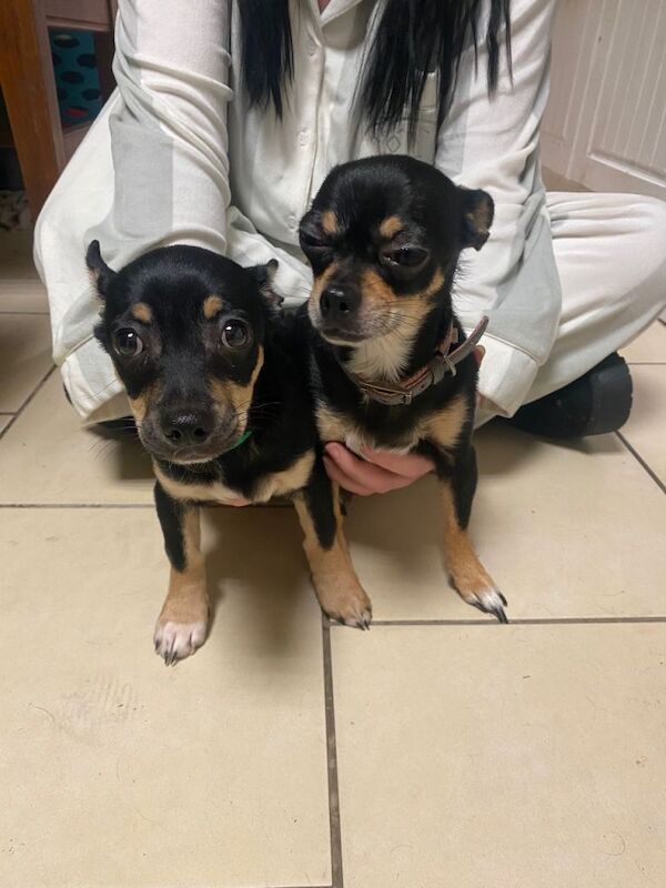 Chihuahua puppies for sale in Coventry, West Midlands – 4 months old - Image 2 of 3