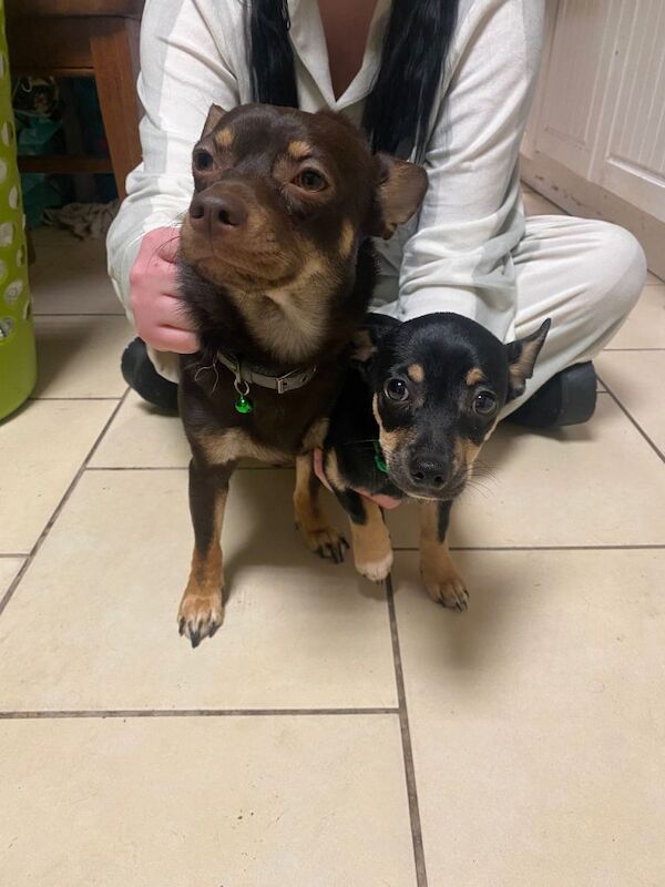 Chihuahua puppies for sale in Coventry, West Midlands – 4 months old - Image 3 of 3