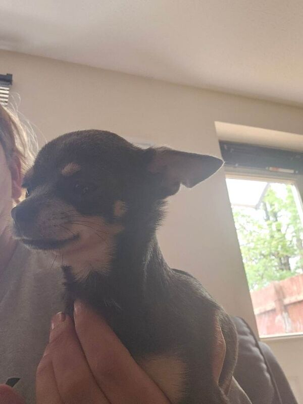 Chihuahua puppies for sale in Shepton Mallet, Somerset – 1 year old