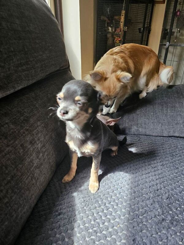 Chihuahua puppies for sale in Shepton Mallet, Somerset – 1 year old - Image 2 of 3