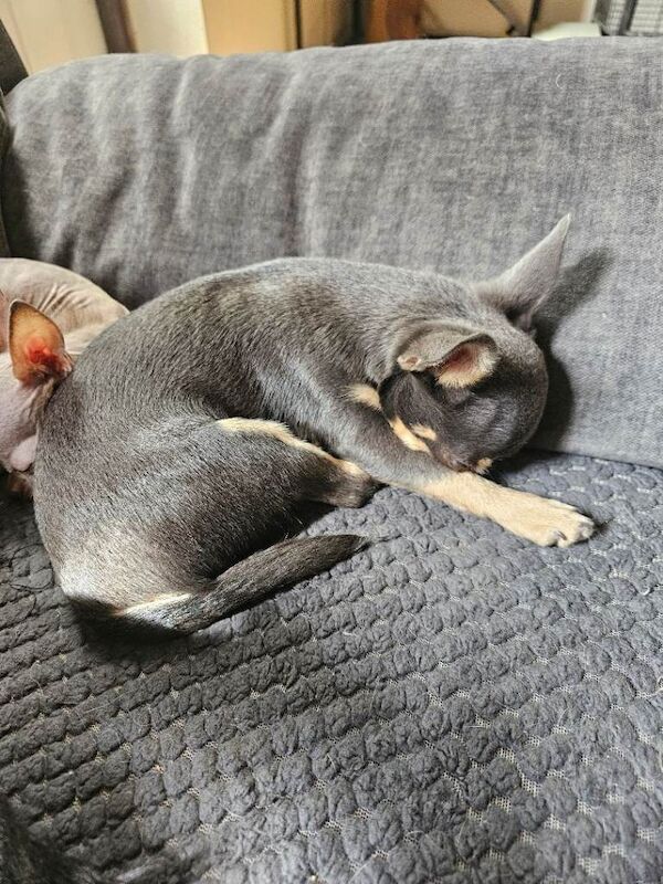 Chihuahua puppies for sale in Shepton Mallet, Somerset – 1 year old - Image 3 of 3