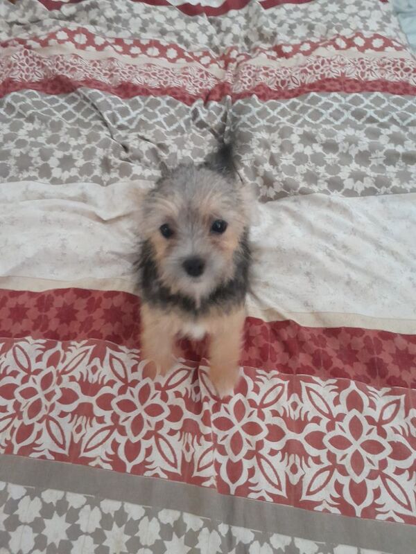 2 beautiful female chihuahua x shitzus for sale in Telford, Shropshire | Image 1