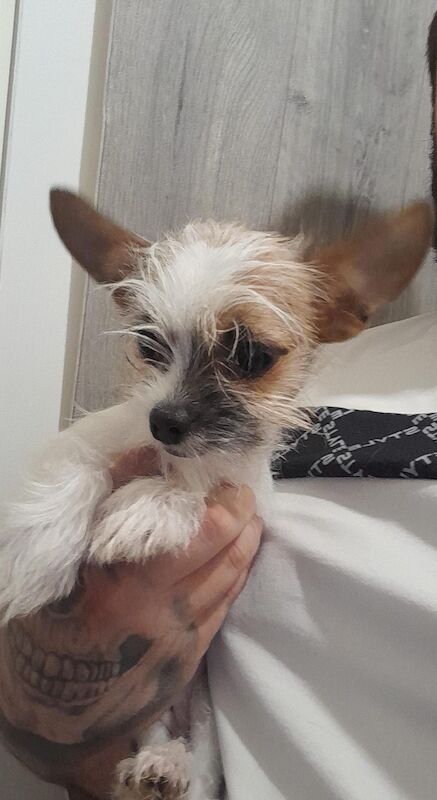 2 beautiful female chihuahua x shitzus for sale in Telford, Shropshire | Image 2
