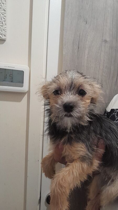 2 beautiful female chihuahua x shitzus for sale in Telford, Shropshire | Image 3
