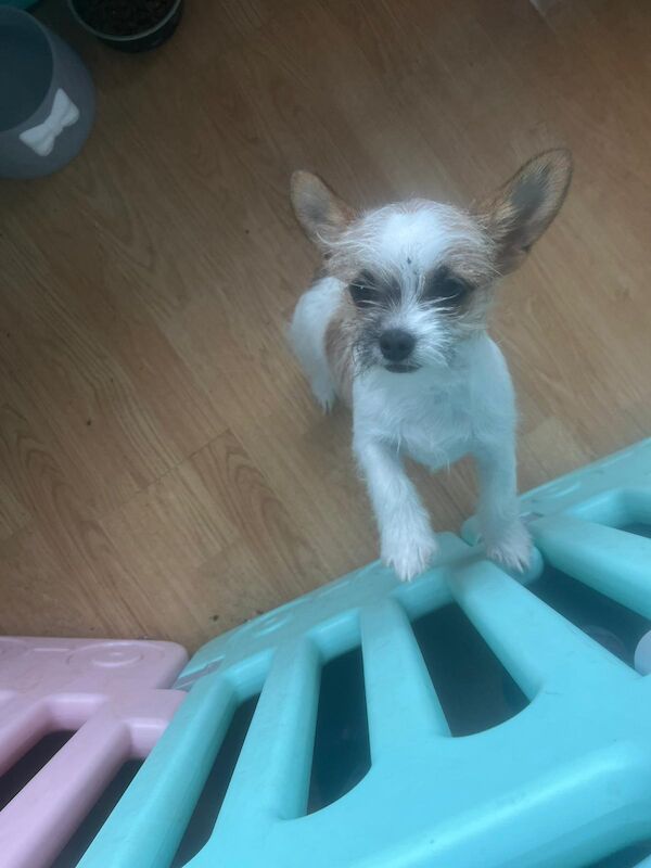 2 beautiful female chihuahua x shitzus for sale in Telford, Shropshire - Image 4