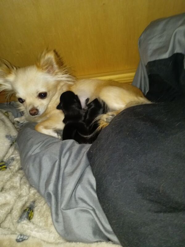 2 Black long haired male puppies seeking their forever homes