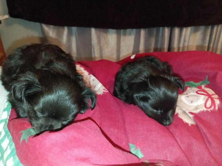 2 Black long haired male puppies seeking their forever homes - Image 2 of 3