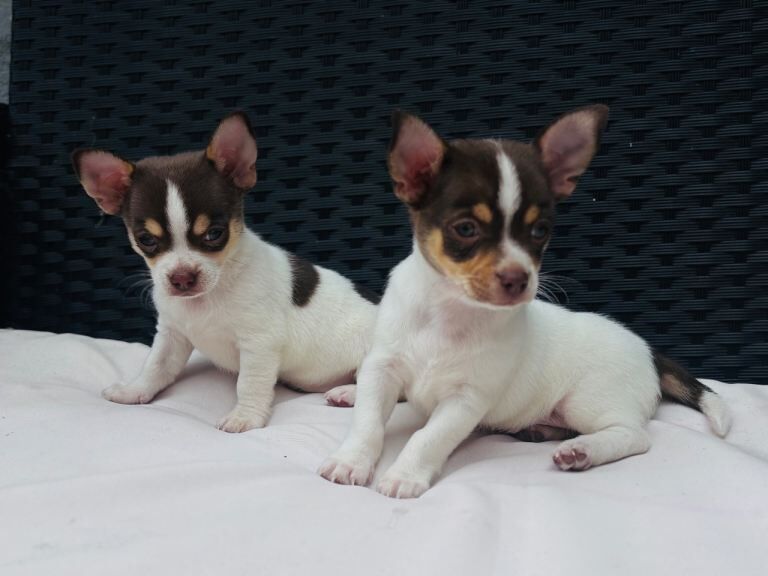 2 boy chihuahua pups