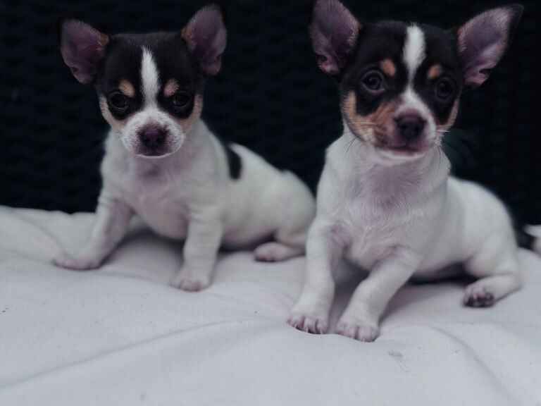 2 boy chihuahua pups - Image 2 of 6