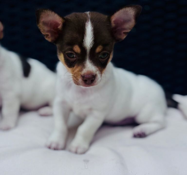 2 boy chihuahua pups - Image 3 of 6
