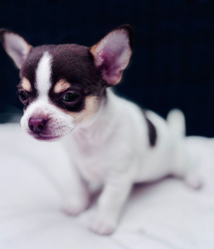 2 boy chihuahua pups - Image 4 of 6
