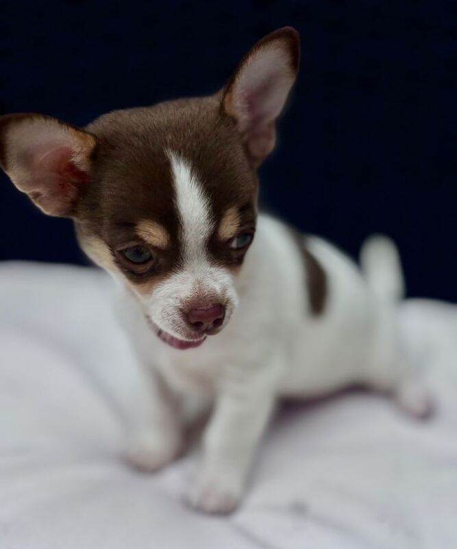2 boy chihuahua pups - Image 5 of 6