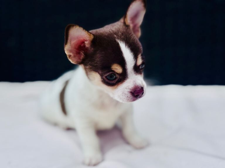 2 boy chihuahua pups - Image 6 of 6