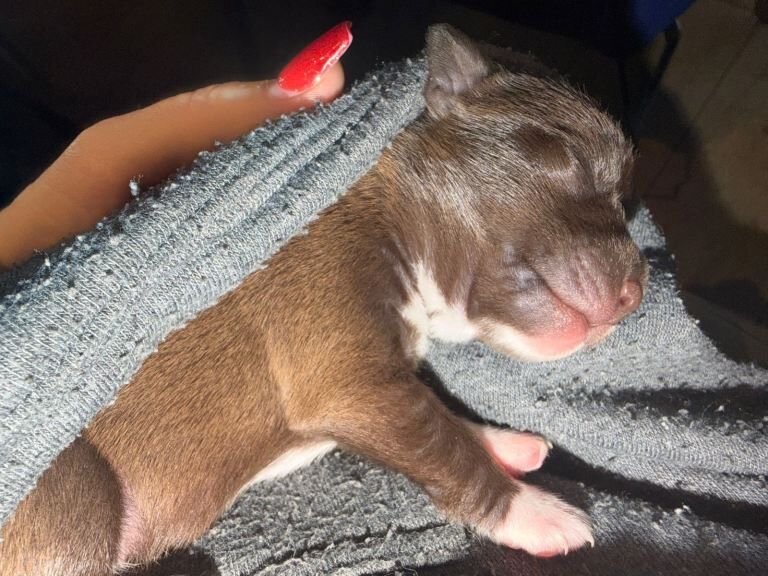 Chihuahua Puppies For Sale