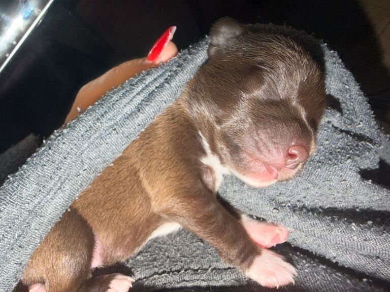 2 boys 1 girl chihuahua puppies - Image 2 of 3