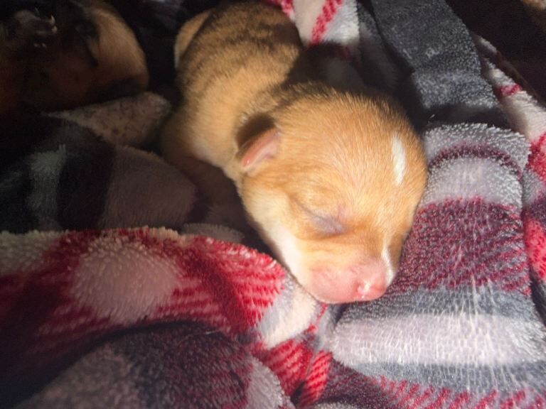 2 boys 1 girl chihuahua puppies - Image 3 of 3