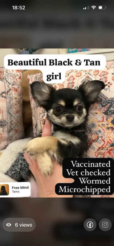 Chihuahua puppies for sale in Tooting, London – 11 weeks old