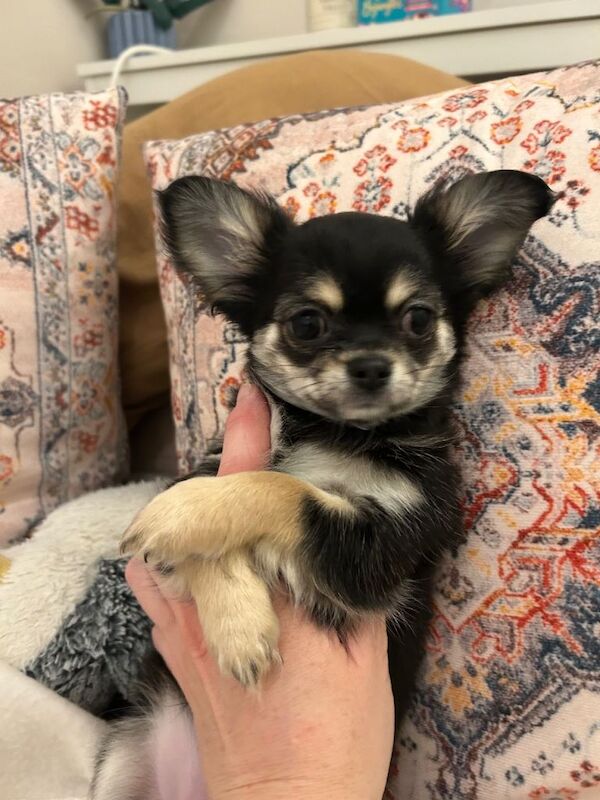 Chihuahua puppies for sale in Tooting, London – 11 weeks old - Image 2 of 5