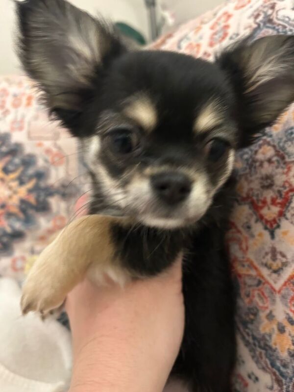 Chihuahua puppies for sale in Tooting, London – 11 weeks old - Image 3 of 5