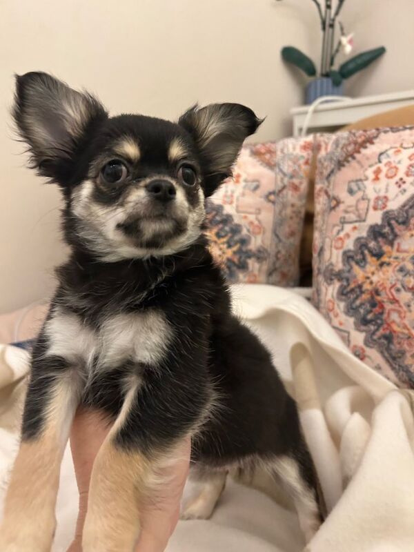 Chihuahua puppies for sale in Tooting, London – 11 weeks old - Image 4 of 5