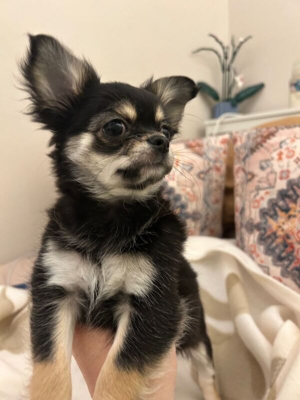 Chihuahua puppies for sale in Tooting, London – 11 weeks old - Image 5 of 5
