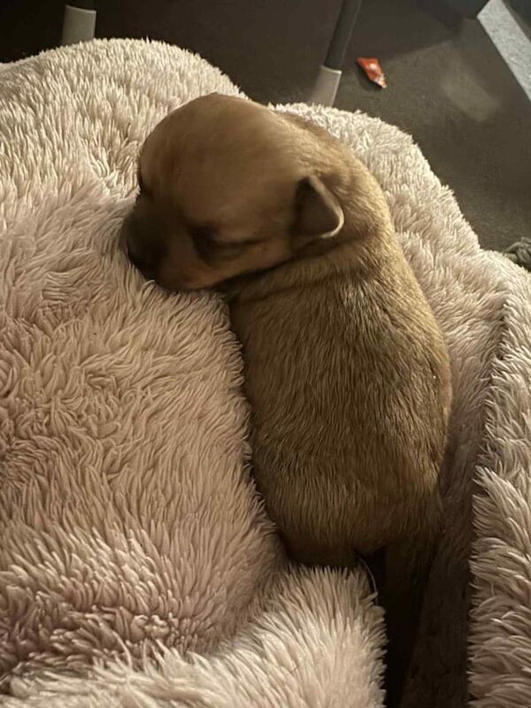 Chihuahua puppies for sale in Stoke-on-Trent, Staffordshire – 6 weeks old