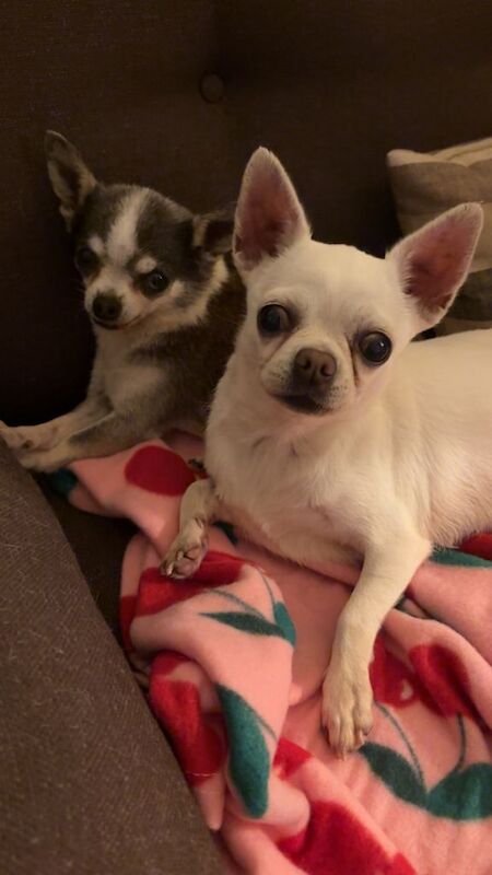 Chihuahua Puppies For Sale