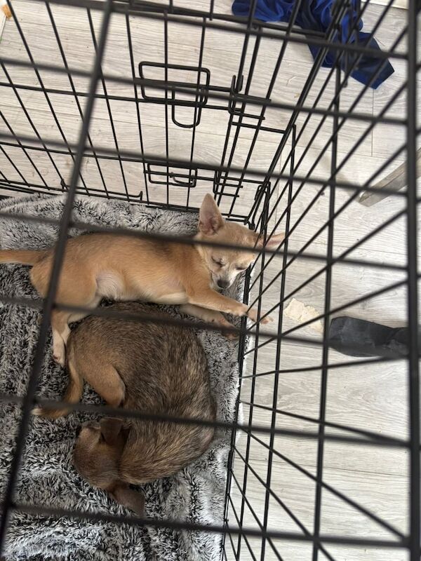 Chihuahua puppies for sale in Harpurhey, Greater Manchester – 10 months old
