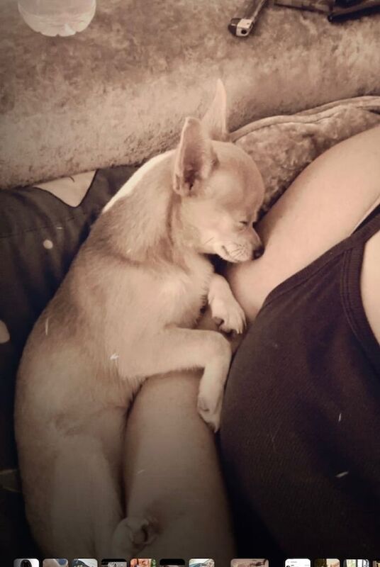 Chihuahua puppies for sale in Harpurhey, Greater Manchester – 10 months old - Image 2 of 3