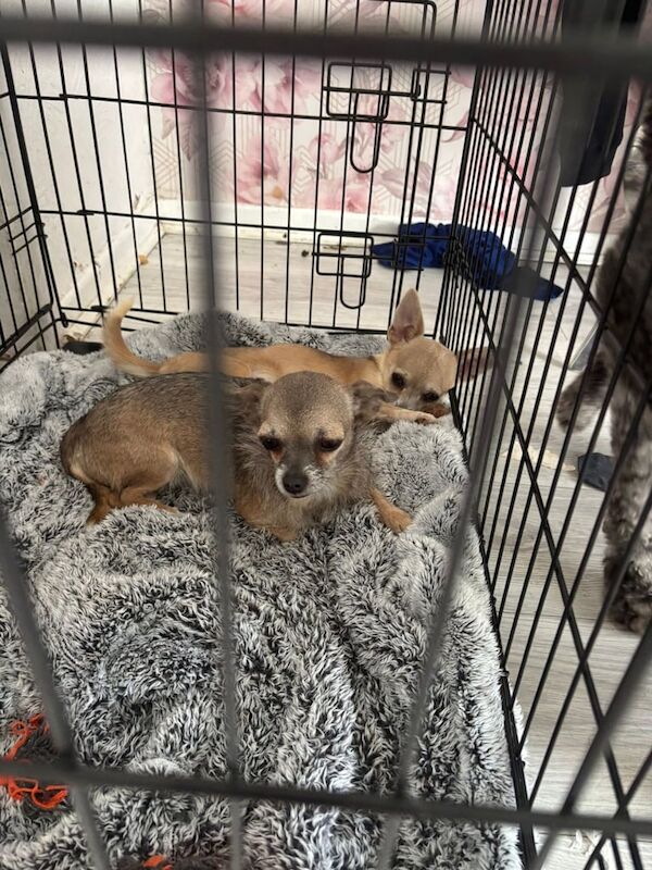 Chihuahua puppies for sale in Harpurhey, Greater Manchester – 10 months old - Image 3 of 3