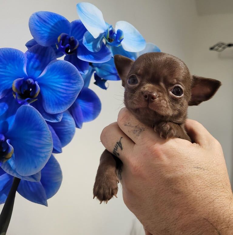 Chihuahua puppies for sale in Acocks Green, West Midlands – 8 weeks old