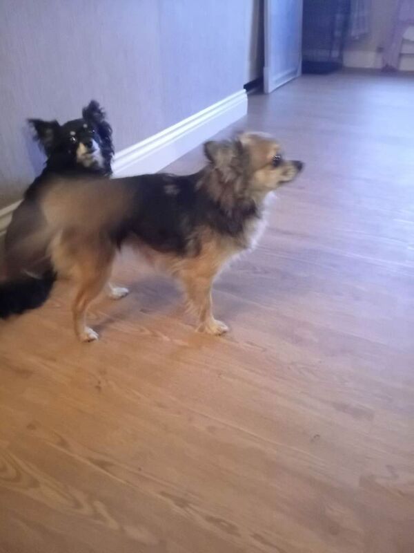 Chihuahua Puppies For Sale Under £1,000