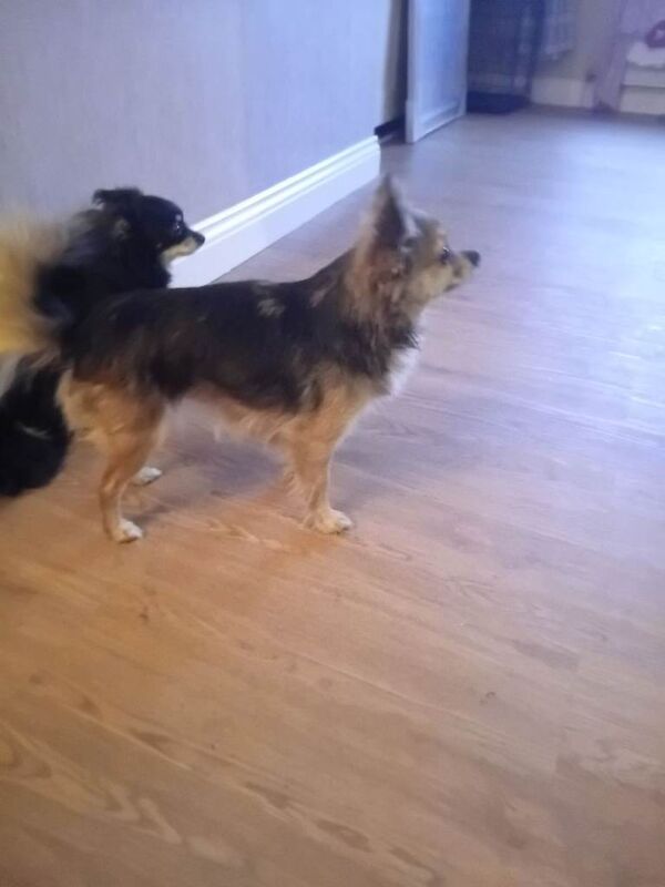 Chihuahua puppies for sale in Houghton-le-Spring, Tyne and Wear – 14 years old - Image 2 of 4