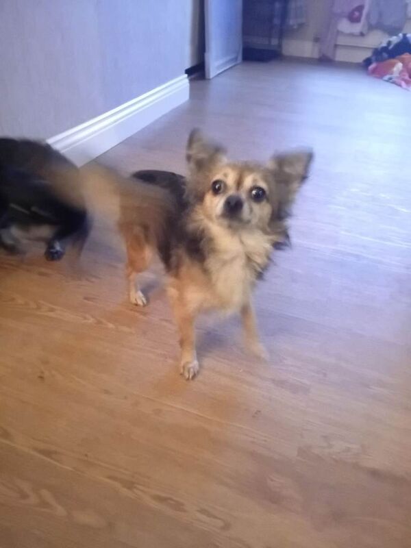 Chihuahua puppies for sale in Houghton-le-Spring, Tyne and Wear – 14 years old - Image 3 of 4