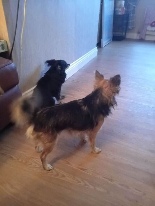 Chihuahua puppies for sale in Houghton-le-Spring, Tyne and Wear – 14 years old - Image 4 of 4