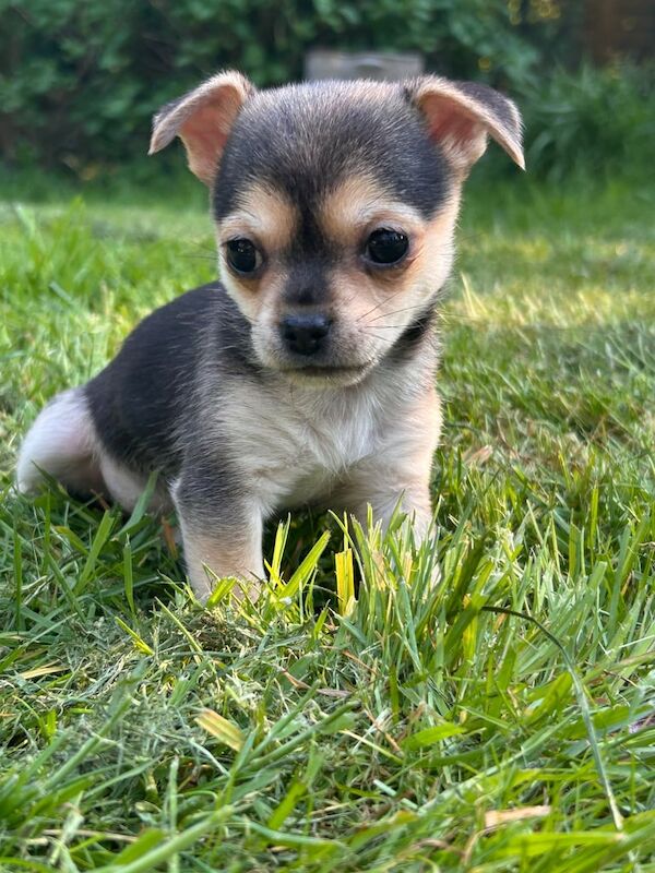 2 female tiny chihuahuas for sale in Huddersfield, West Yorkshire