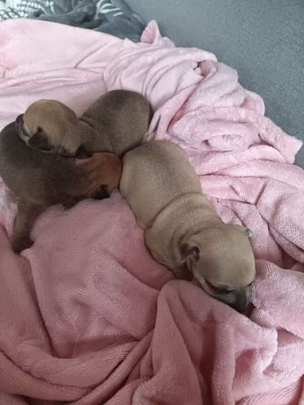 2 girls & 1 boy chihuahua puppies - Image 2 of 4