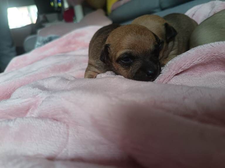 2 girls & 1 boy chihuahua puppies - Image 4 of 4